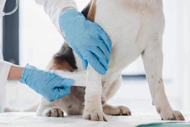 Bunbury Vet Clinic